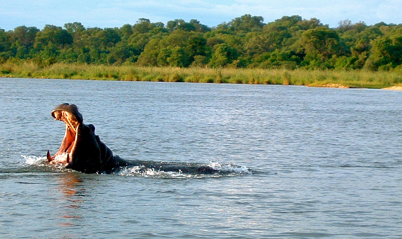 Hungry Hungry Hippos