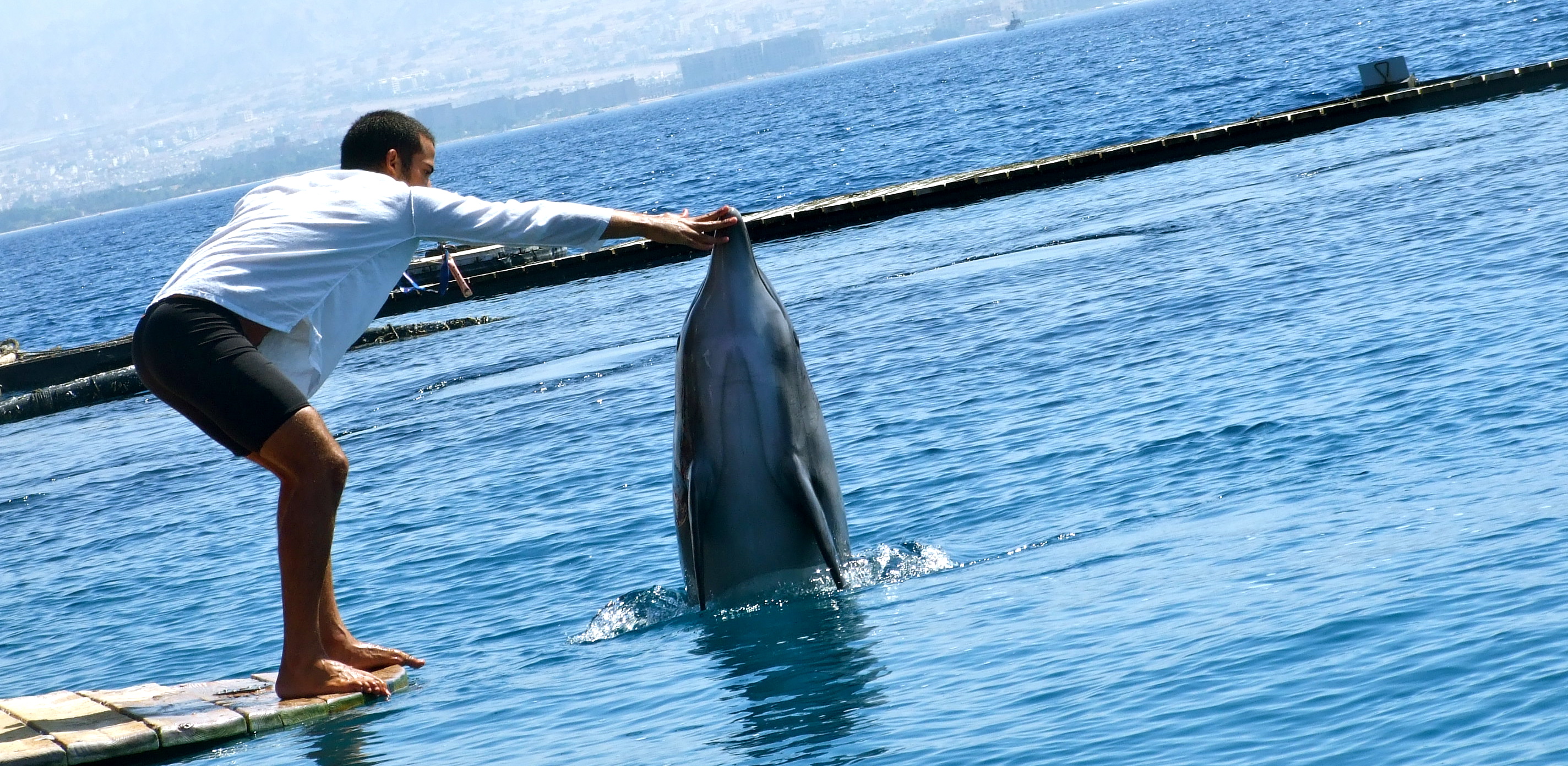 swimming with dolphins
