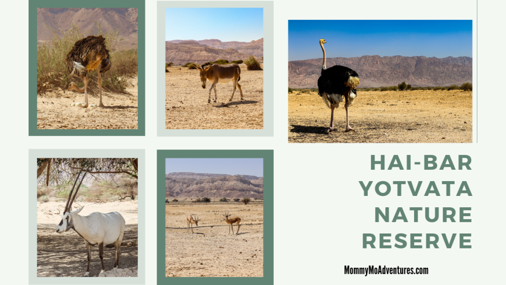 hai-bar yotvata nature reserve
