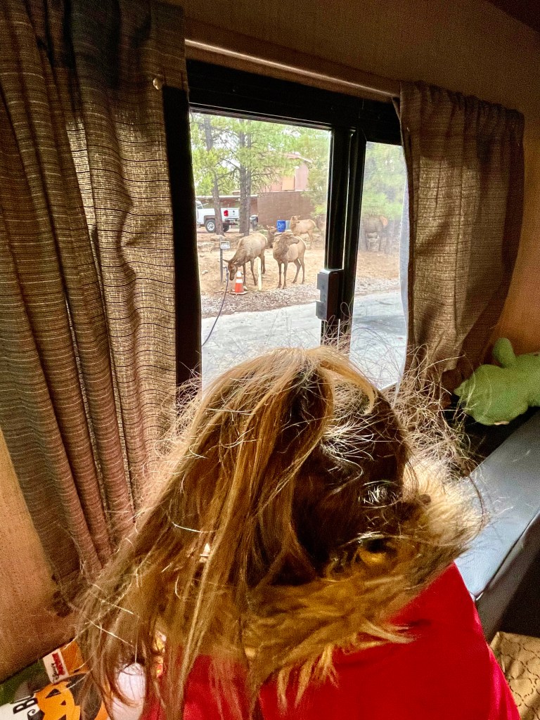  spotting wildlife from an RV