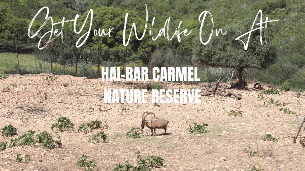 National Parks in Israel - Hai Bar Carmel Nature Reserve