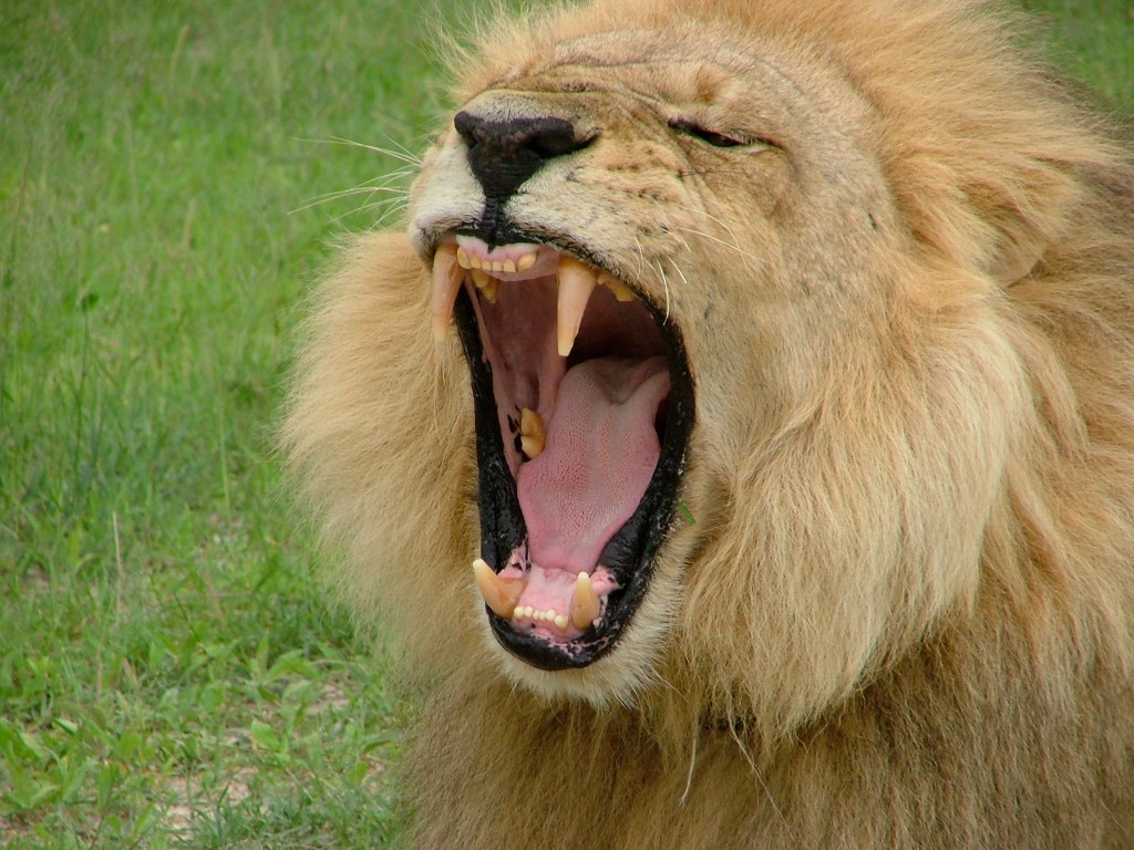 things you need for your trip to Africa -Lion on safari in Botswana