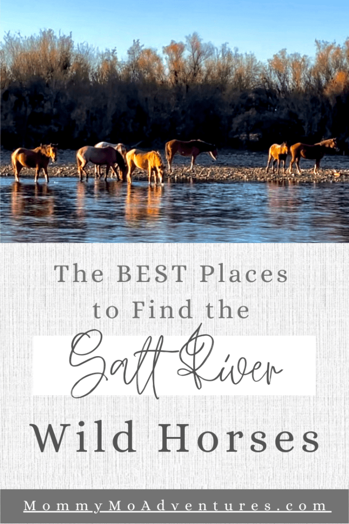 Best places to spot the Salt River Wild Horses Pin