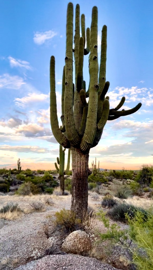 Saguaros in Arizona 