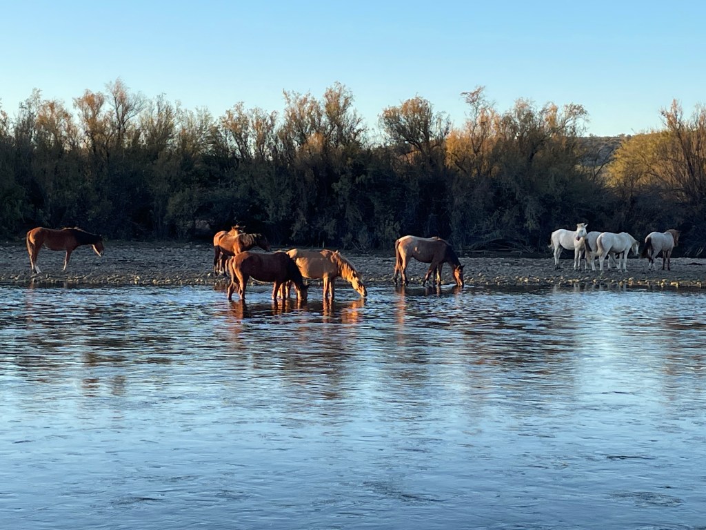 kayaking the Salt River