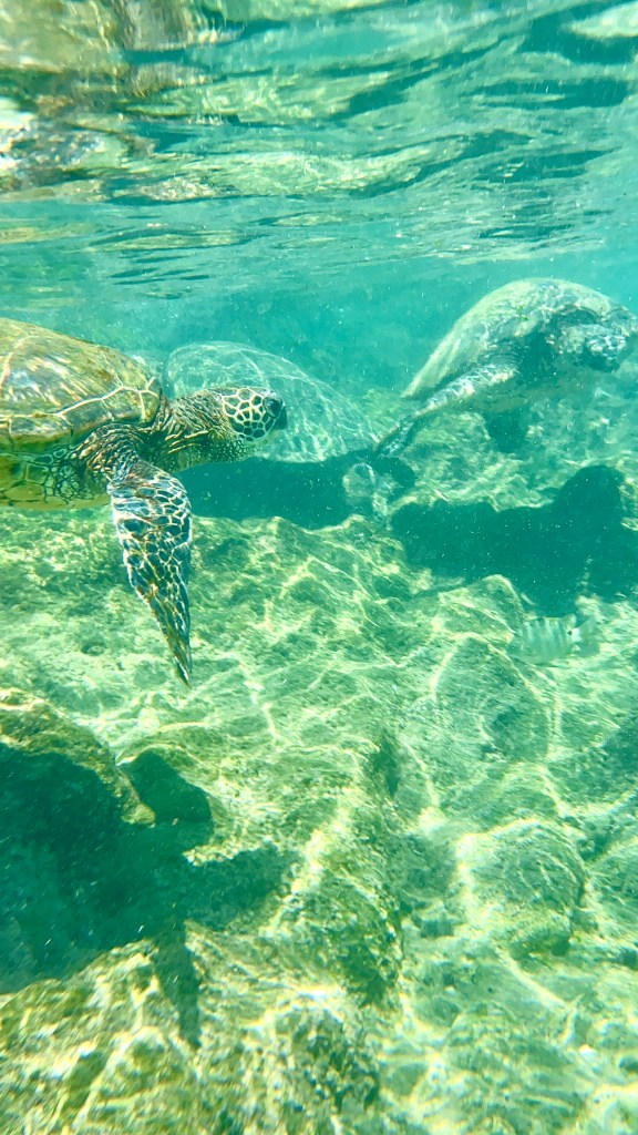 Sea turtles in Hawaii